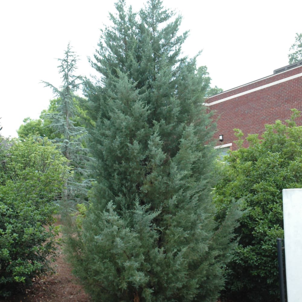 Juniper Burkii