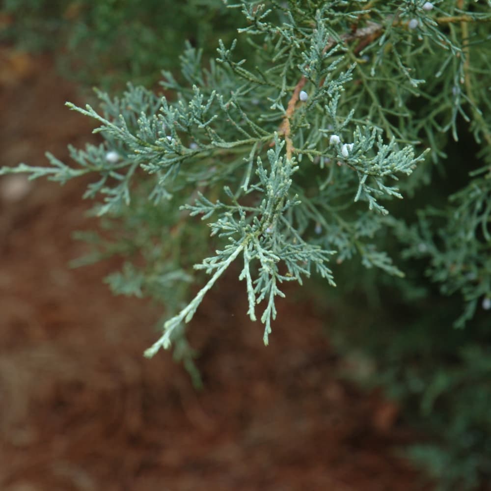 NetPS Plant Finder (www.netpsplantfinder.com)