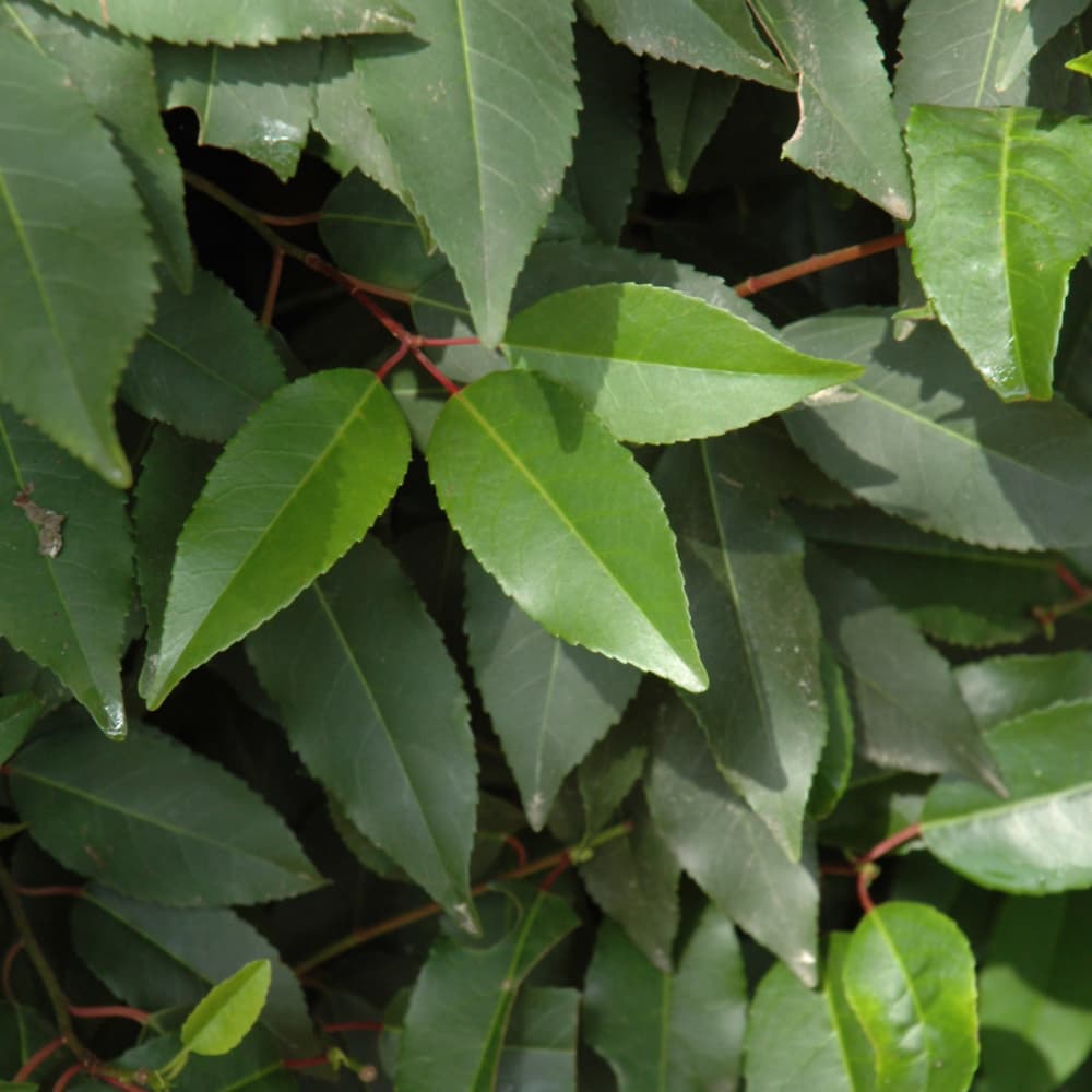 NetPS Plant Finder (www.netpsplantfinder.com)