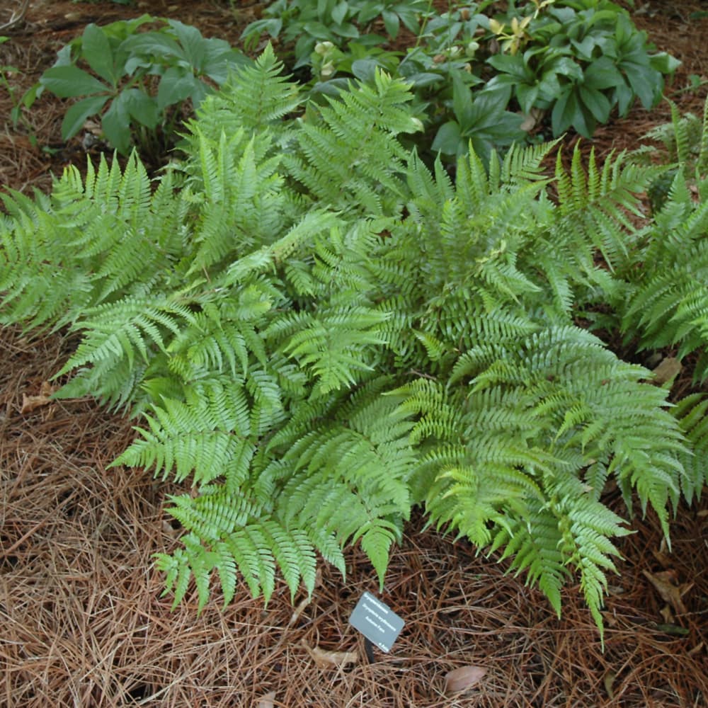 NetPS Plant Finder (www.netpsplantfinder.com)