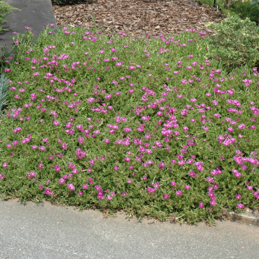 NetPS Plant Finder (www.netpsplantfinder.com)