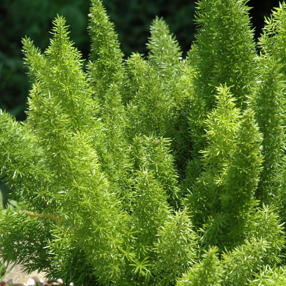 Foxtail Fern