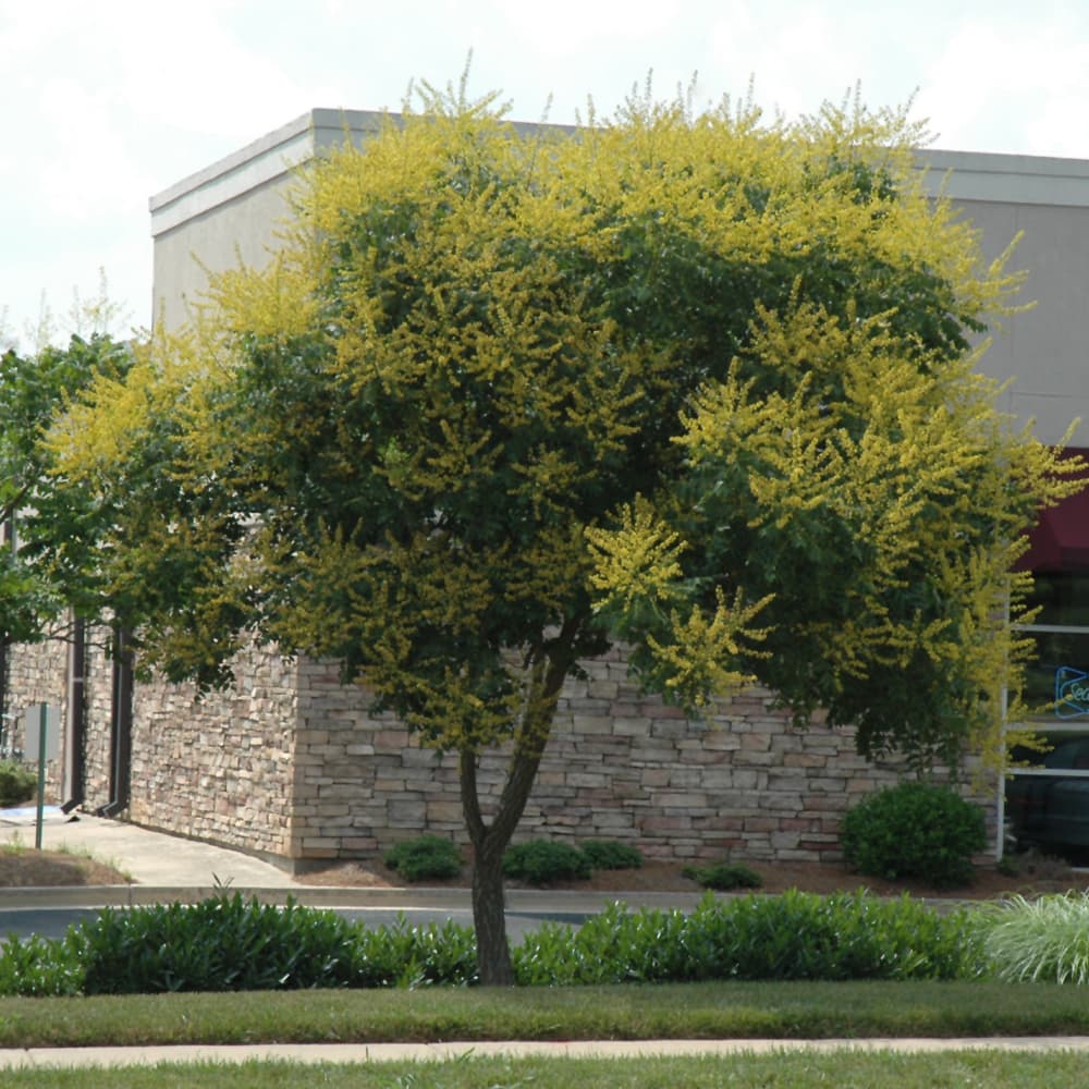 Golden Rain Tree