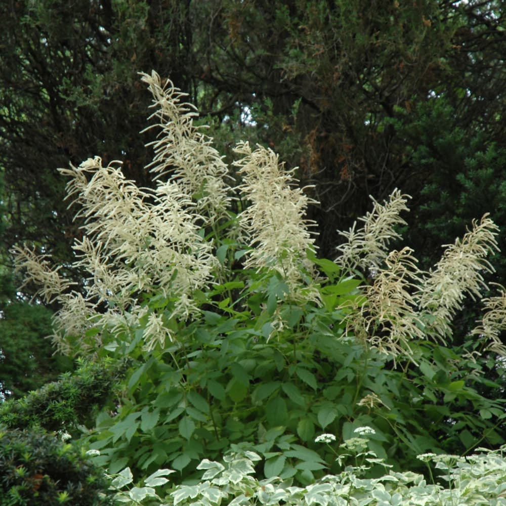 NetPS Plant Finder (www.netpsplantfinder.com)