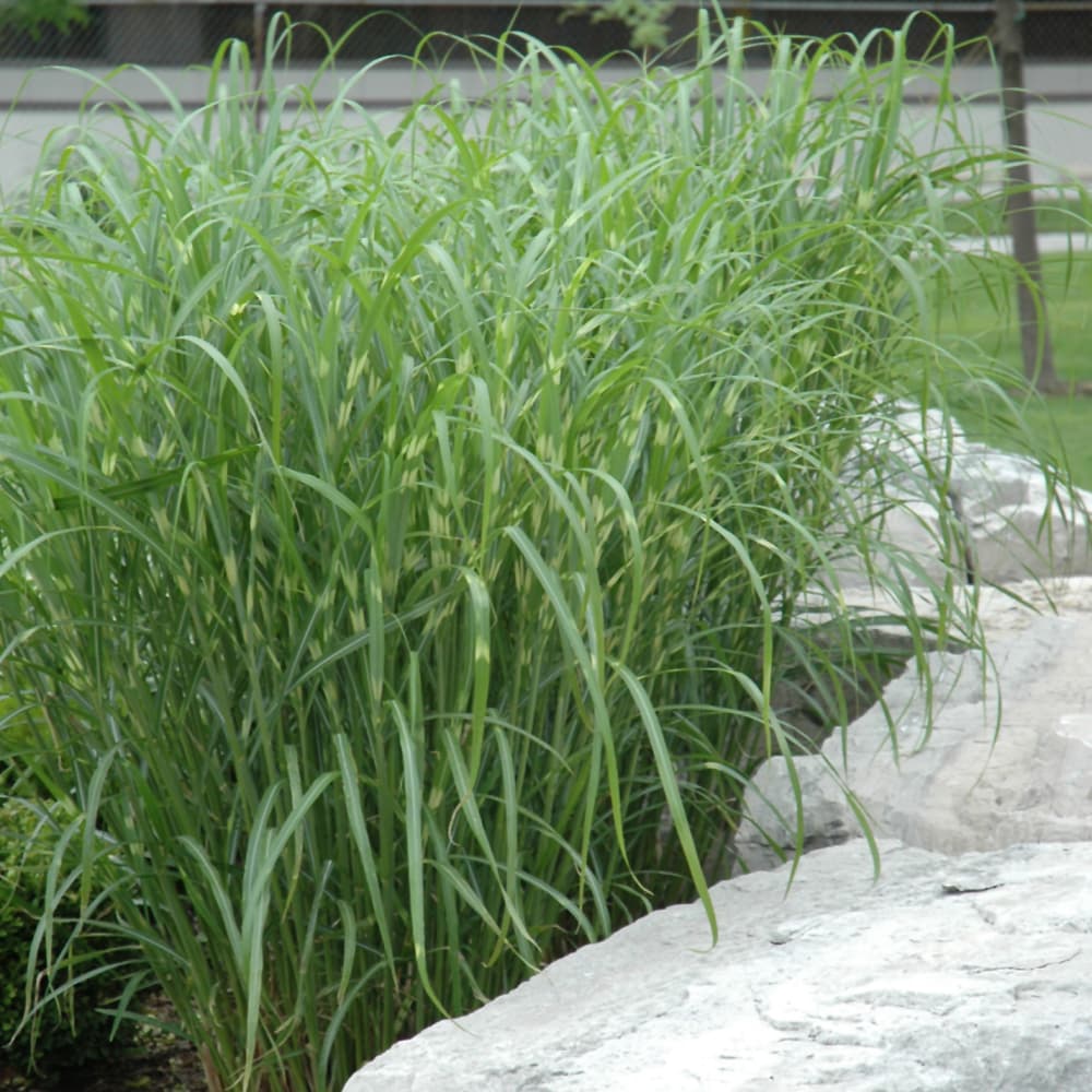 NetPS Plant Finder (www.netpsplantfinder.com)