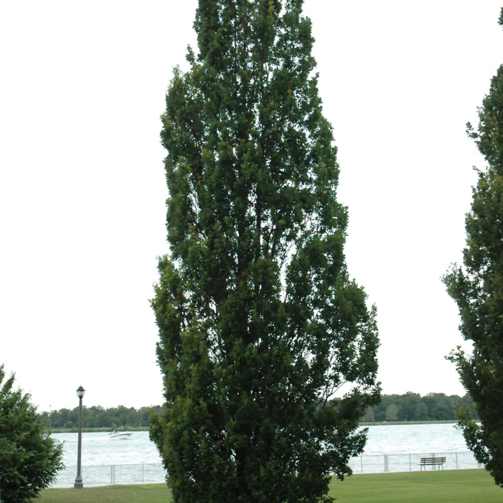Oak Fastigiata