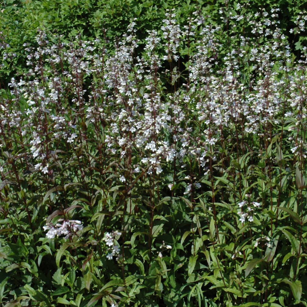 NetPS Plant Finder (www.netpsplantfinder.com)