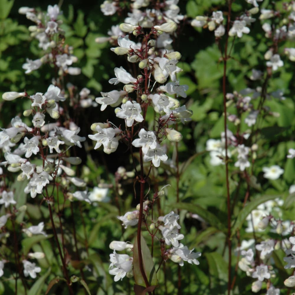 NetPS Plant Finder (www.netpsplantfinder.com)