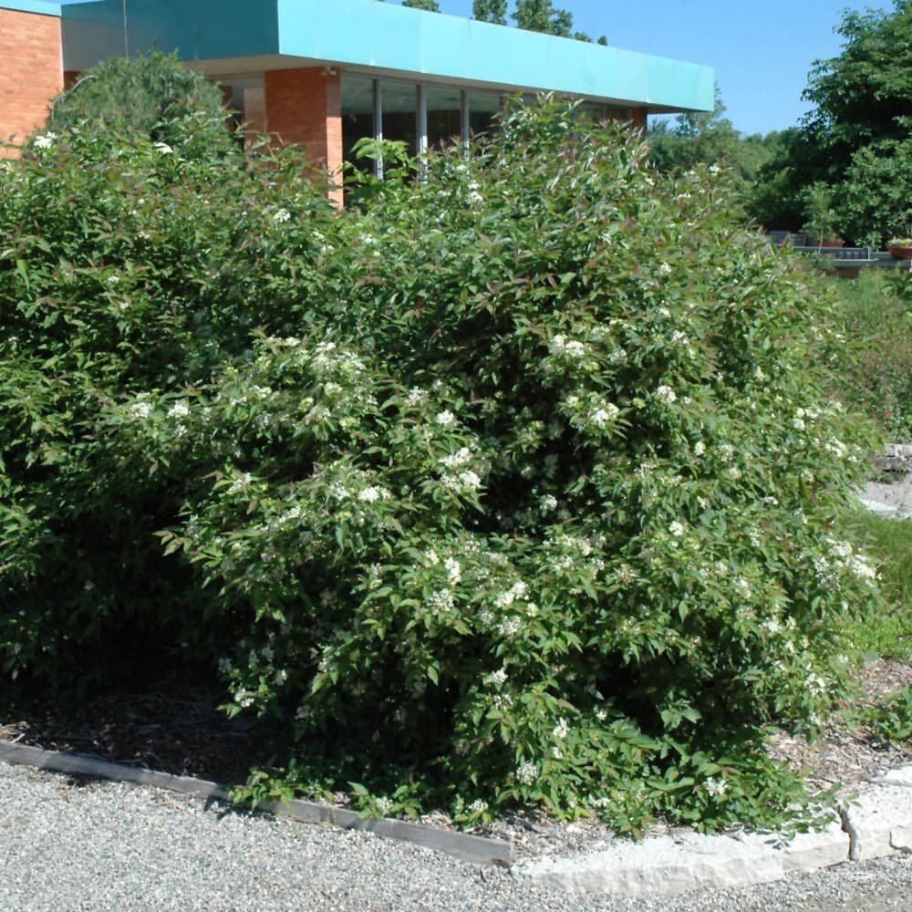 NetPS Plant Finder (www.netpsplantfinder.com)