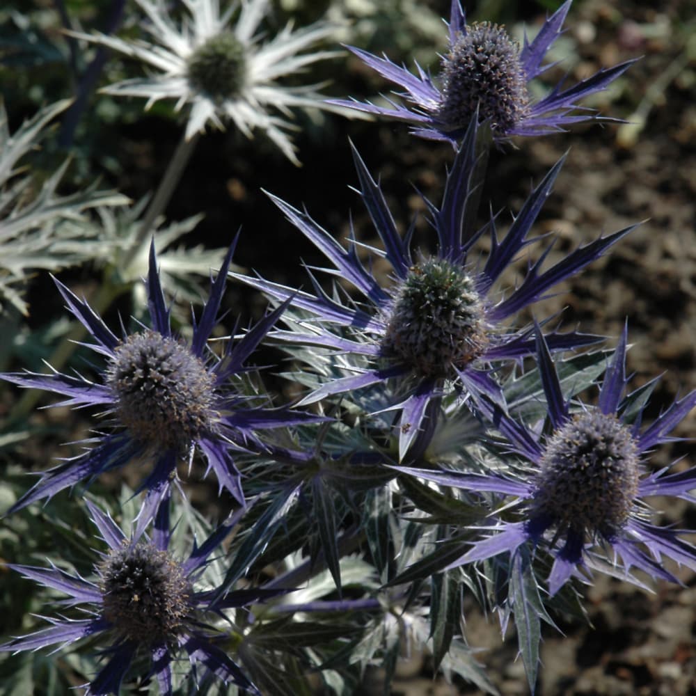 NetPS Plant Finder (www.netpsplantfinder.com)