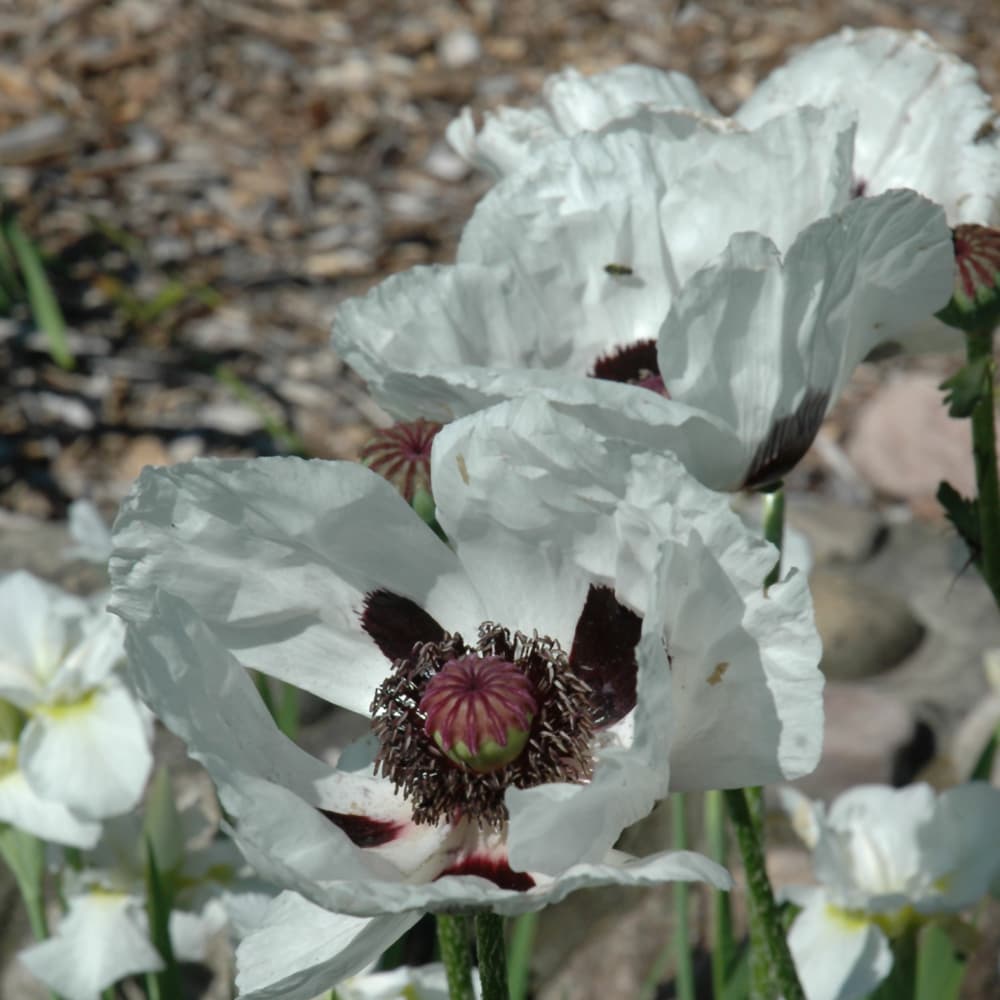 NetPS Plant Finder (www.netpsplantfinder.com)