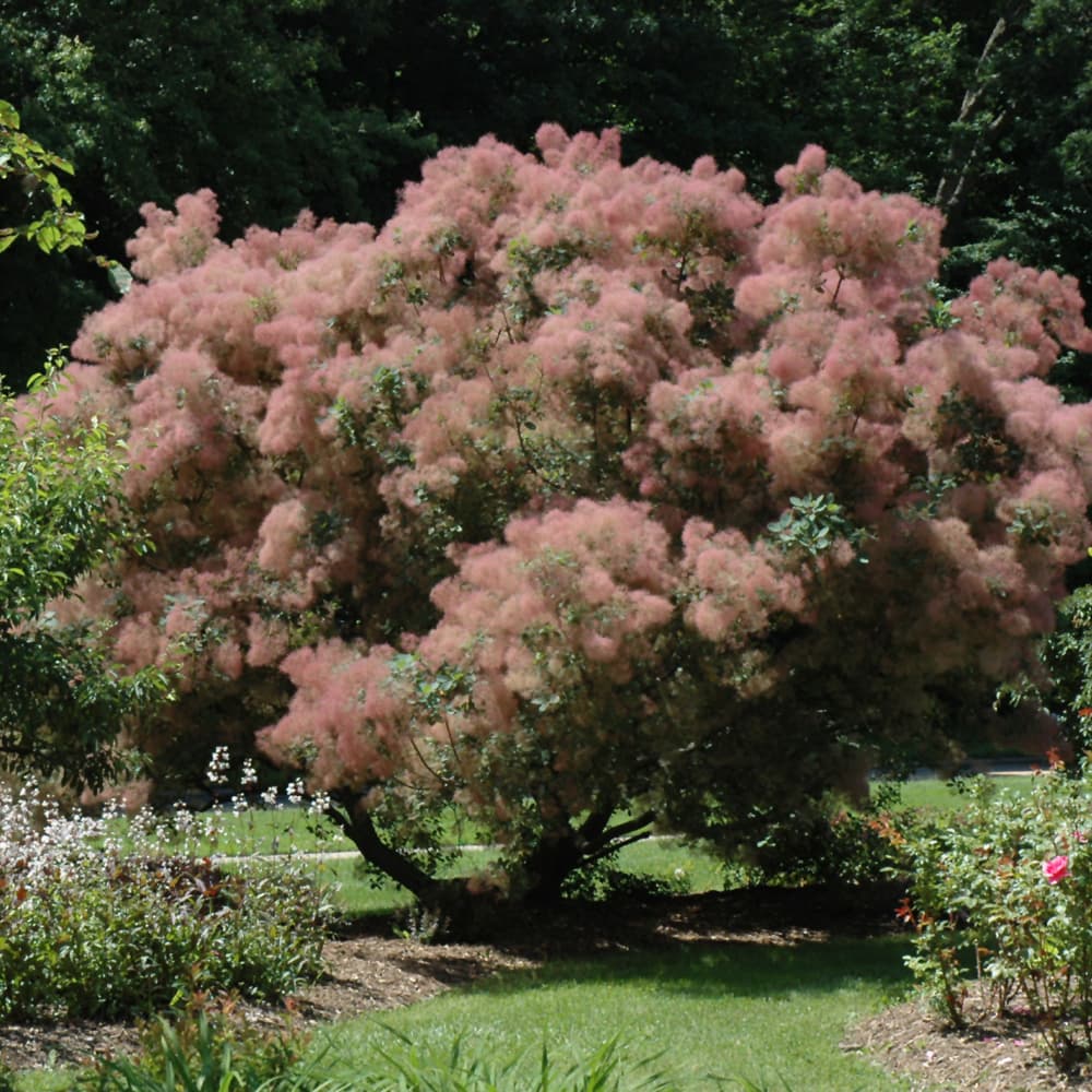 NetPS Plant Finder (www.netpsplantfinder.com)