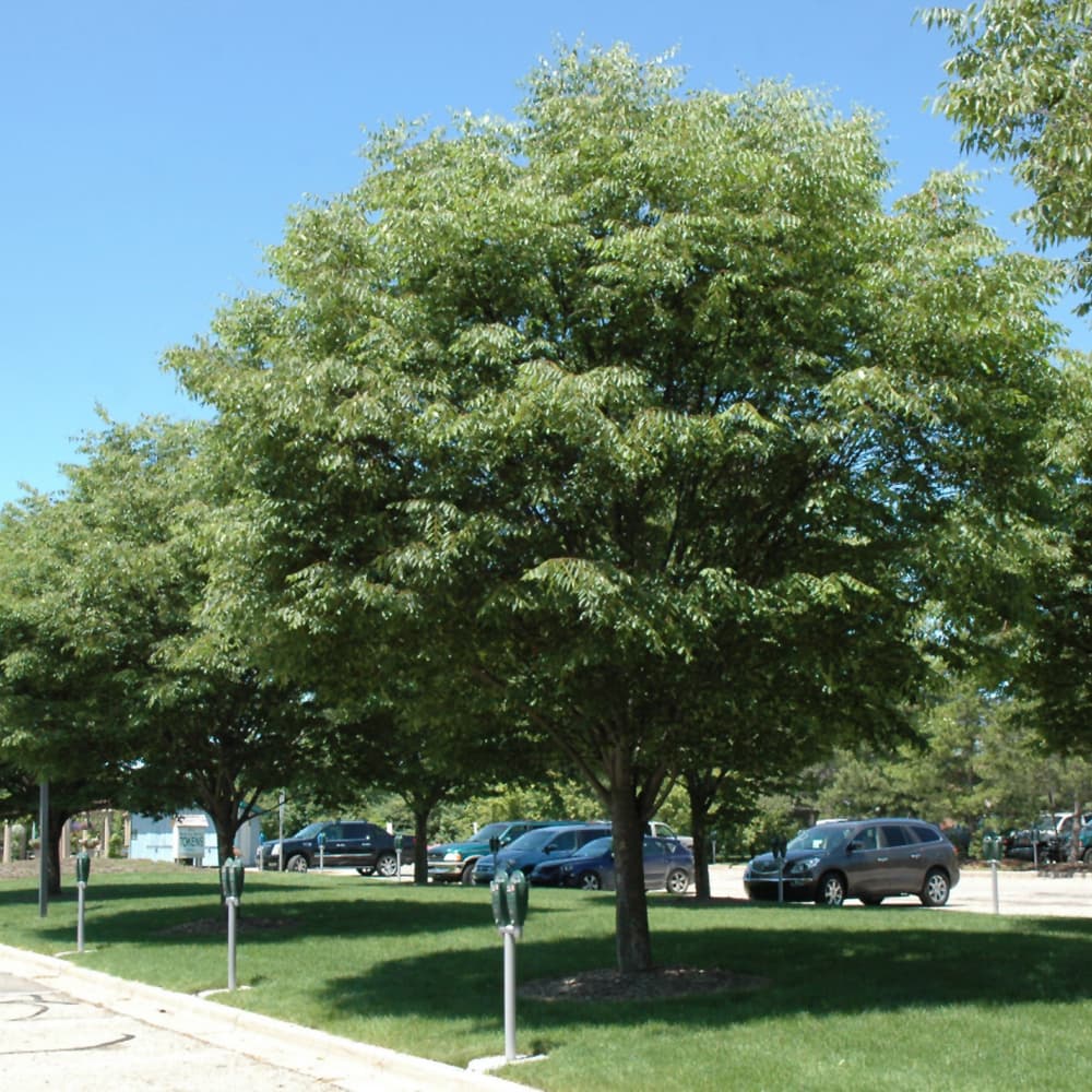 NetPS Plant Finder (www.netpsplantfinder.com)