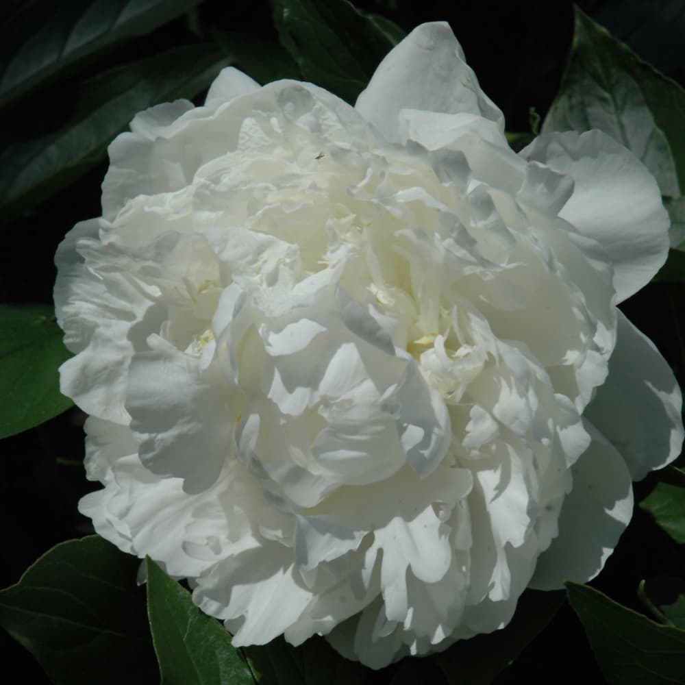 NetPS Plant Finder (www.netpsplantfinder.com)