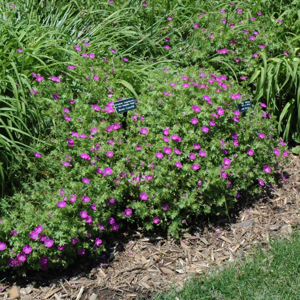 NetPS Plant Finder (www.netpsplantfinder.com)