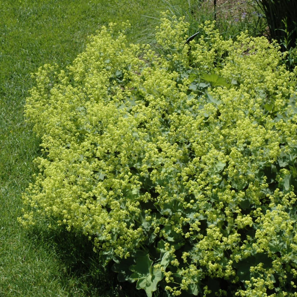 NetPS Plant Finder (www.netpsplantfinder.com)