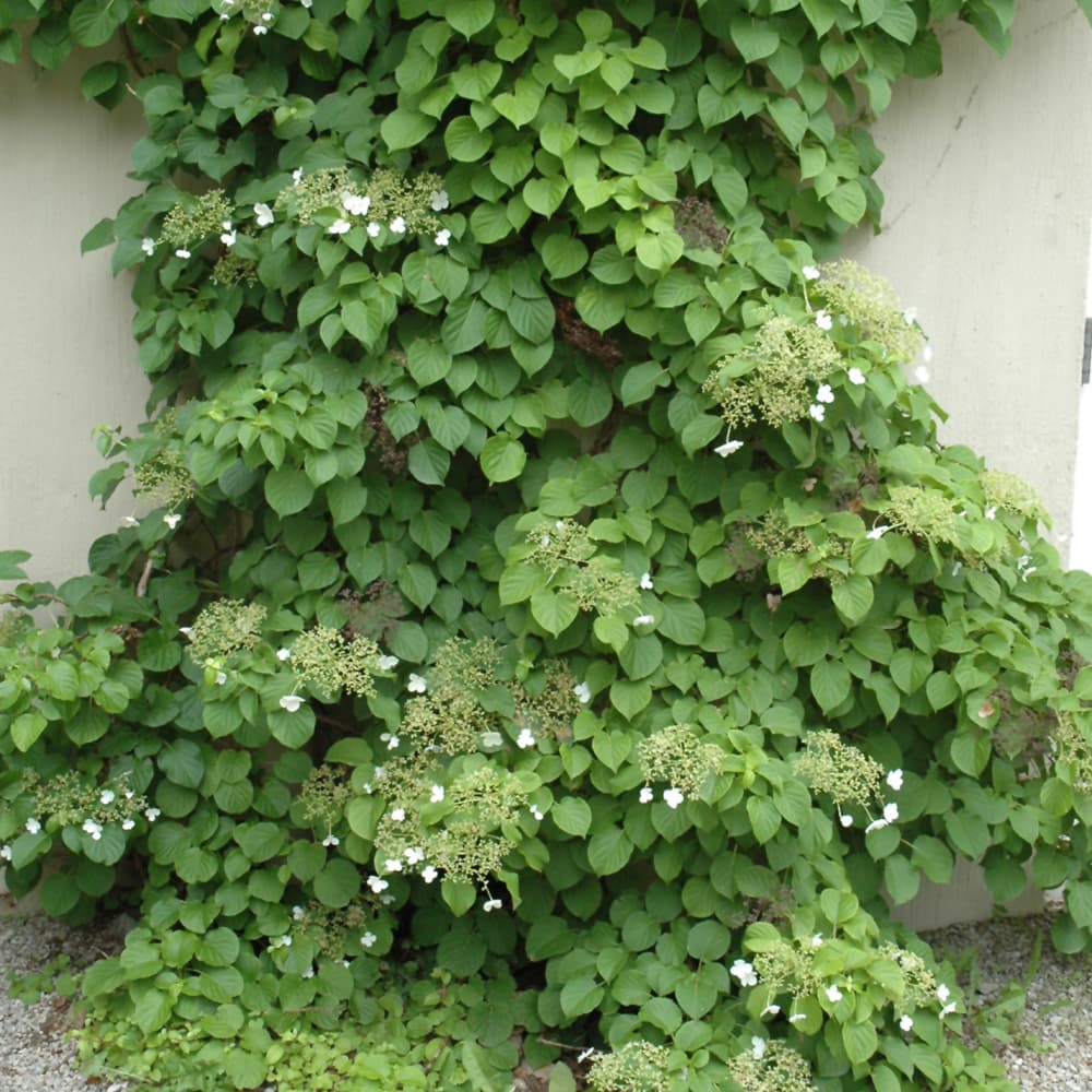 NetPS Plant Finder (www.netpsplantfinder.com)