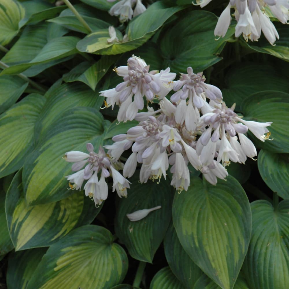 NetPS Plant Finder (www.netpsplantfinder.com)