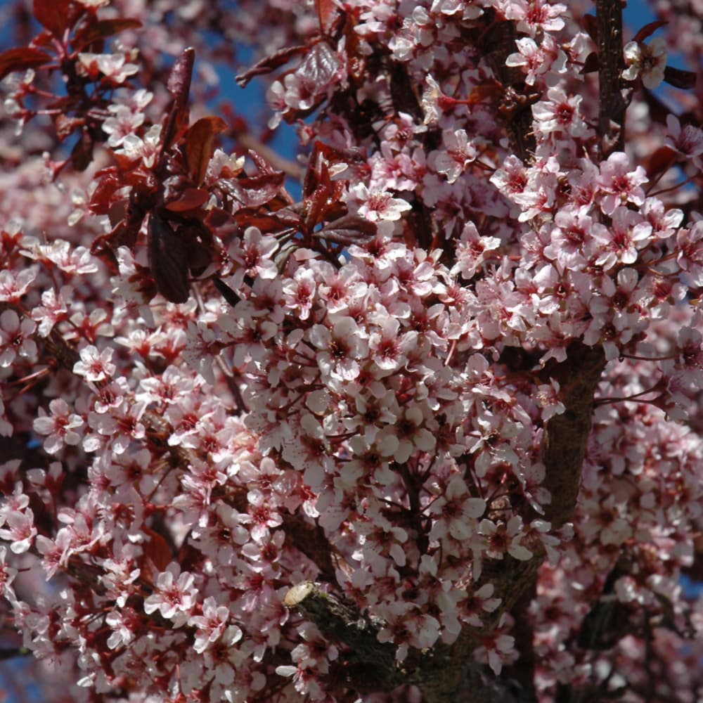 NetPS Plant Finder (www.netpsplantfinder.com)