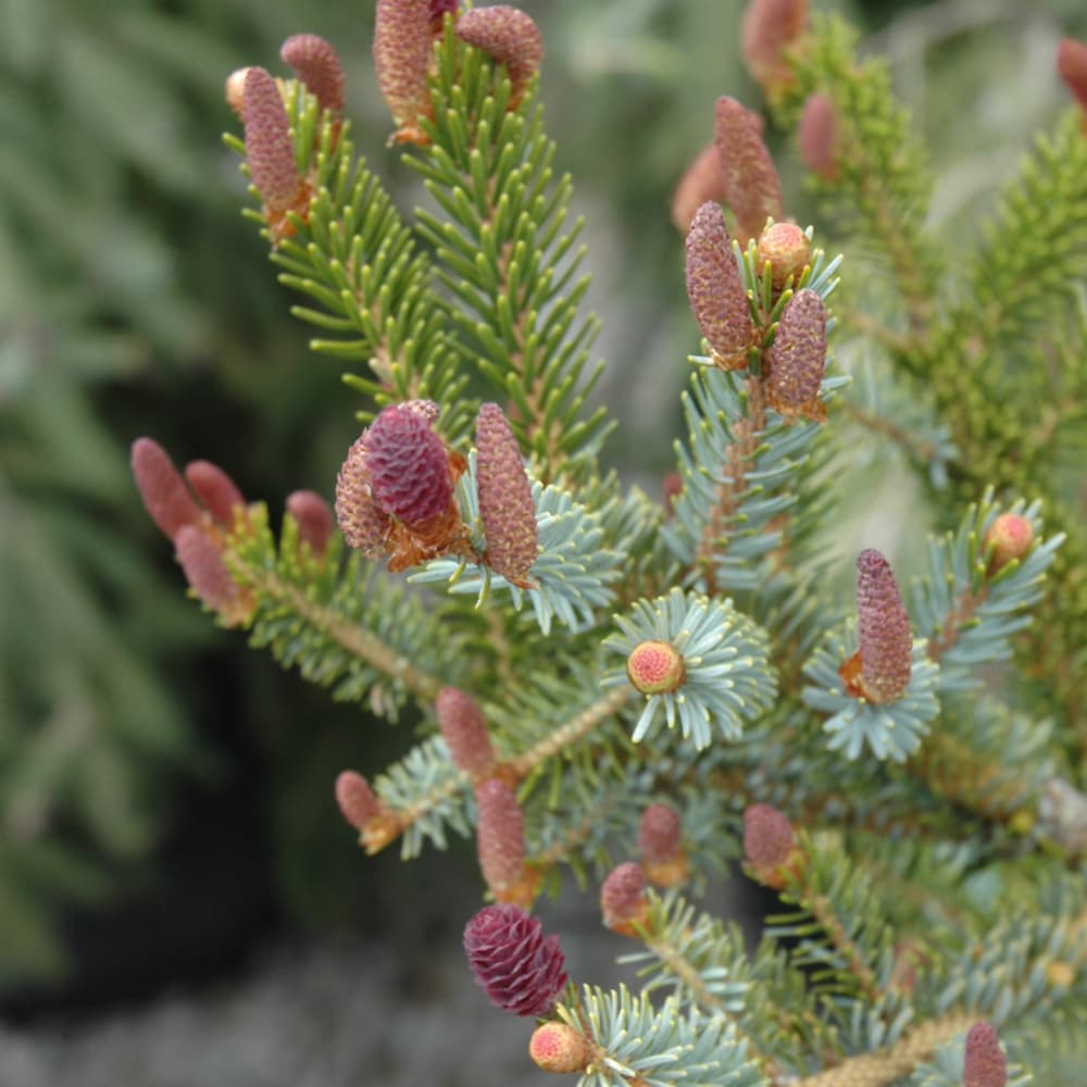 NetPS Plant Finder (www.netpsplantfinder.com)