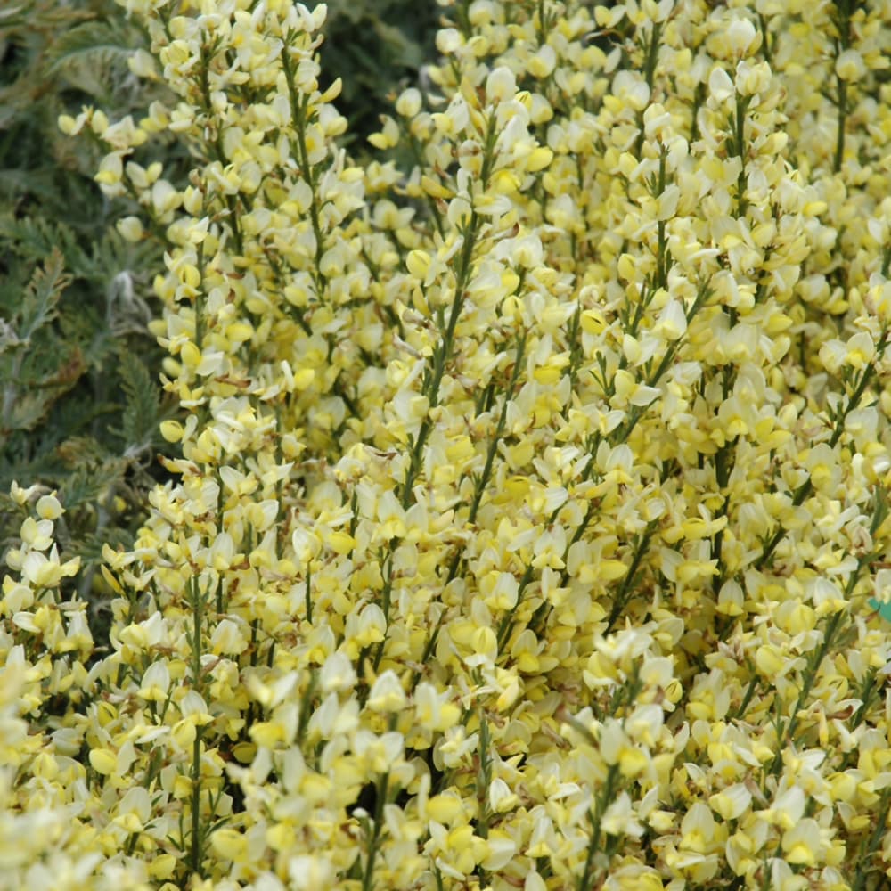 NetPS Plant Finder (www.netpsplantfinder.com)