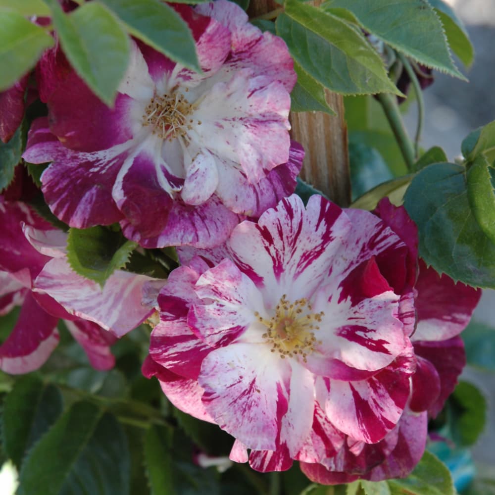NetPS Plant Finder (www.netpsplantfinder.com)