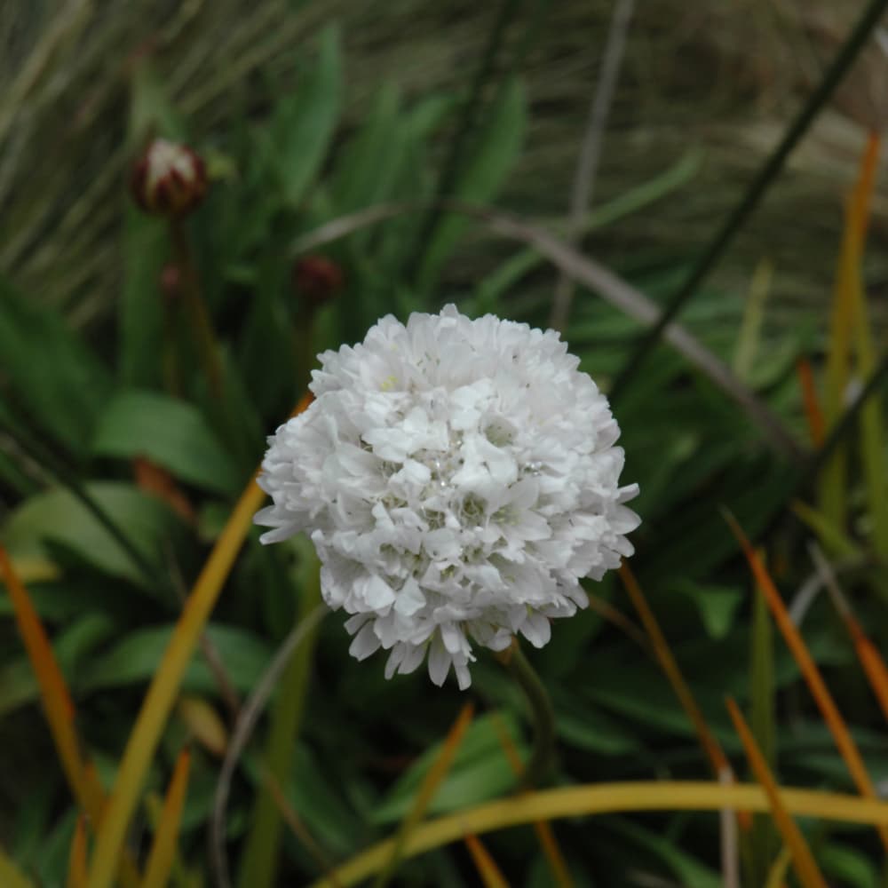 NetPS Plant Finder (www.netpsplantfinder.com)