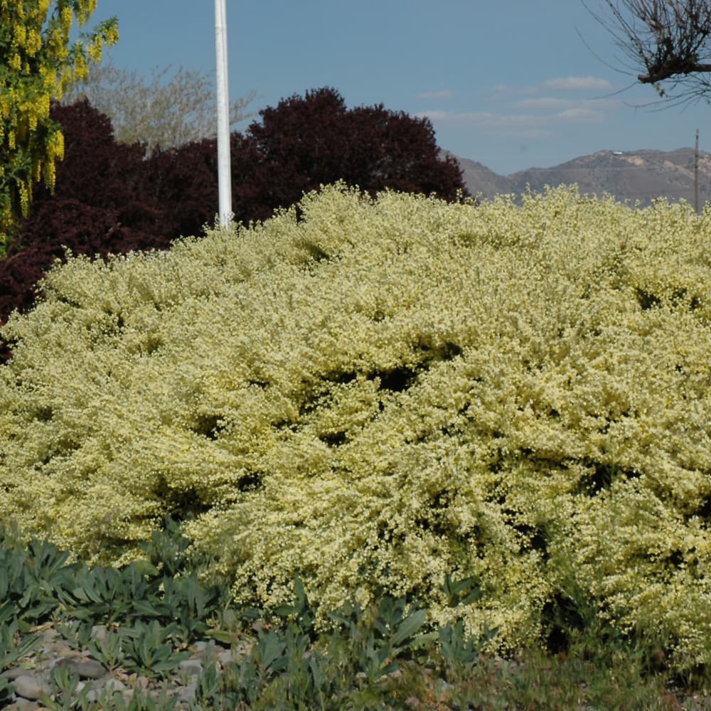 NetPS Plant Finder (www.netpsplantfinder.com)