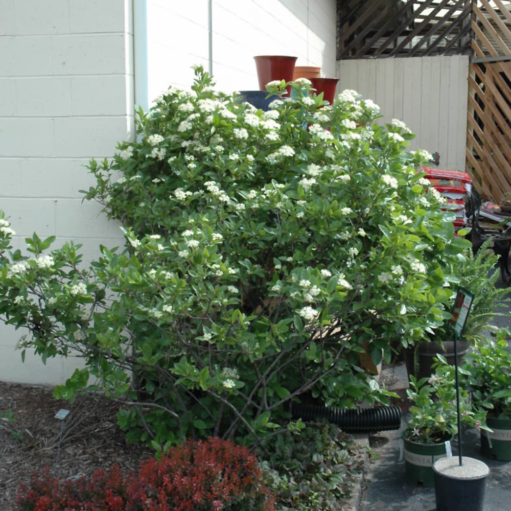 NetPS Plant Finder (www.netpsplantfinder.com)