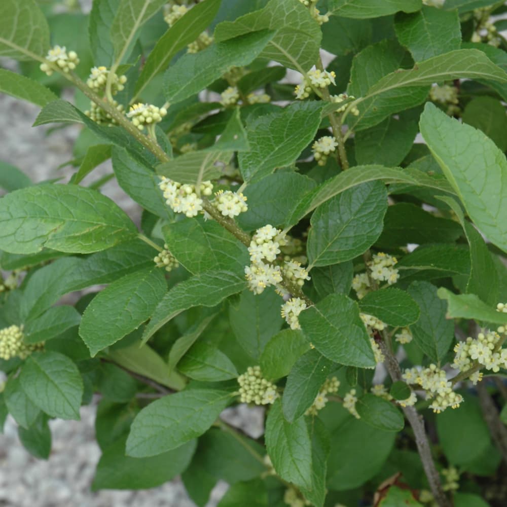 NetPS Plant Finder (www.netpsplantfinder.com)