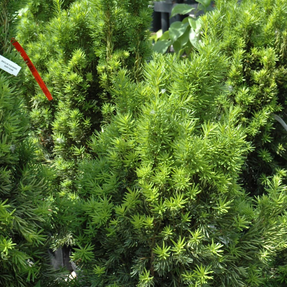 NetPS Plant Finder (www.netpsplantfinder.com)