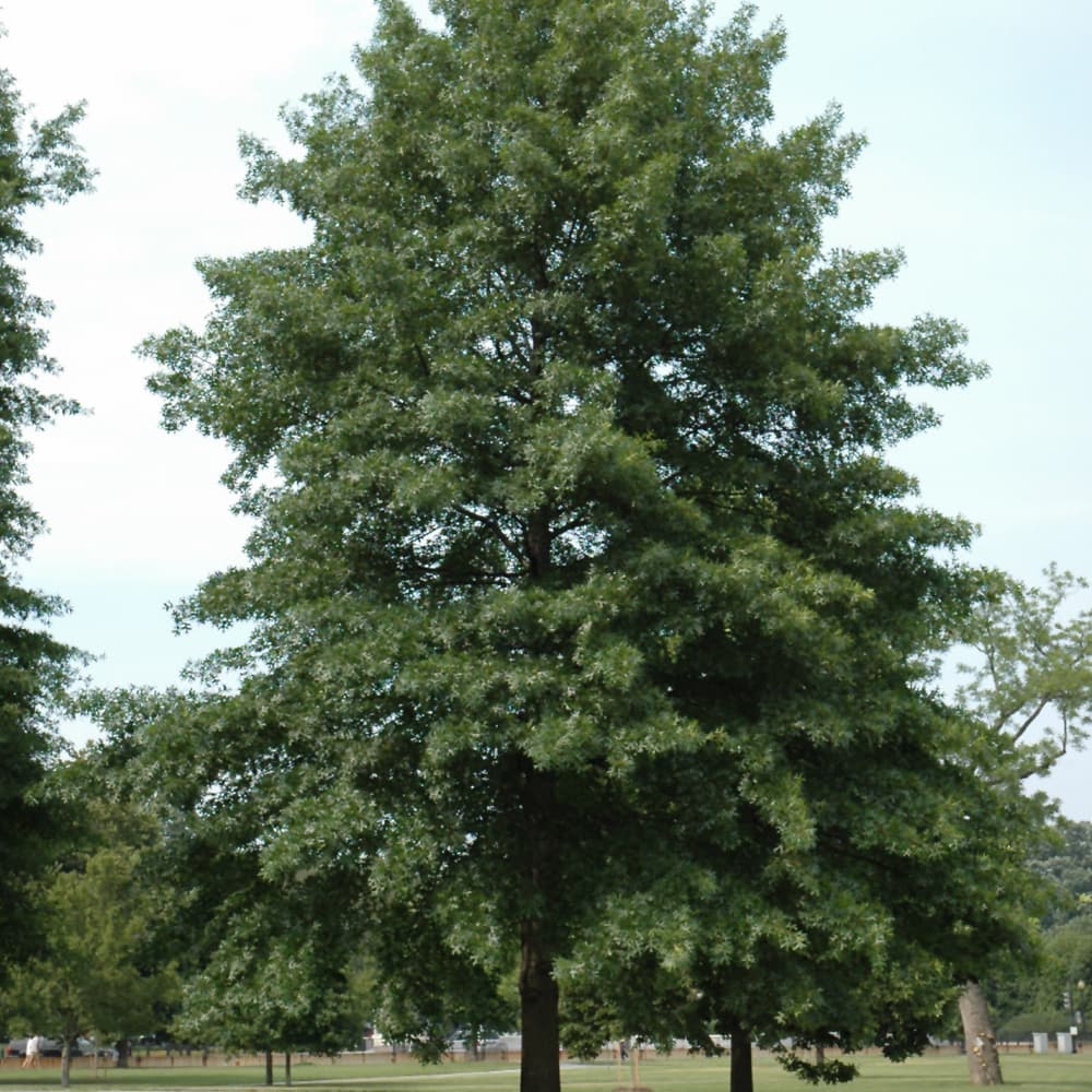 NetPS Plant Finder (www.netpsplantfinder.com)