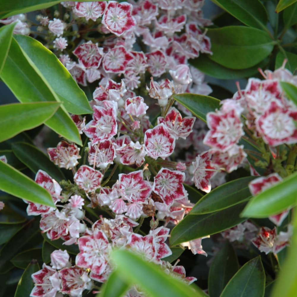 NetPS Plant Finder (www.netpsplantfinder.com)