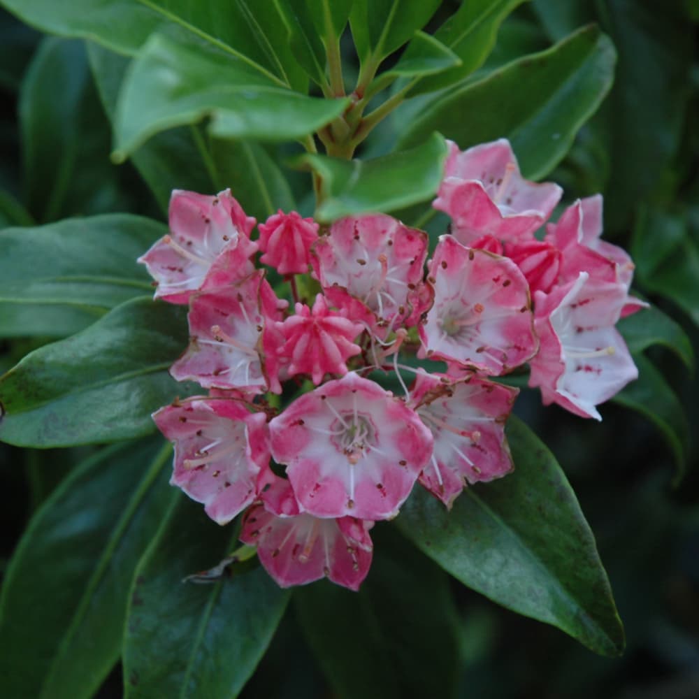 NetPS Plant Finder (www.netpsplantfinder.com)