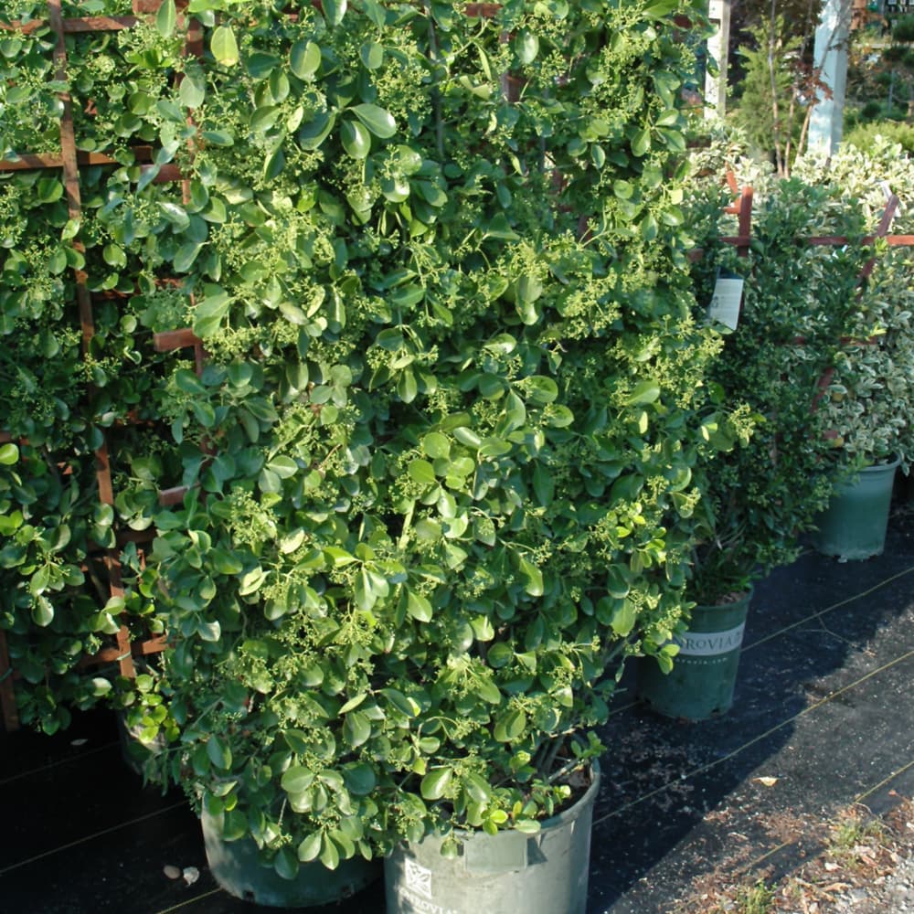 NetPS Plant Finder (www.netpsplantfinder.com)