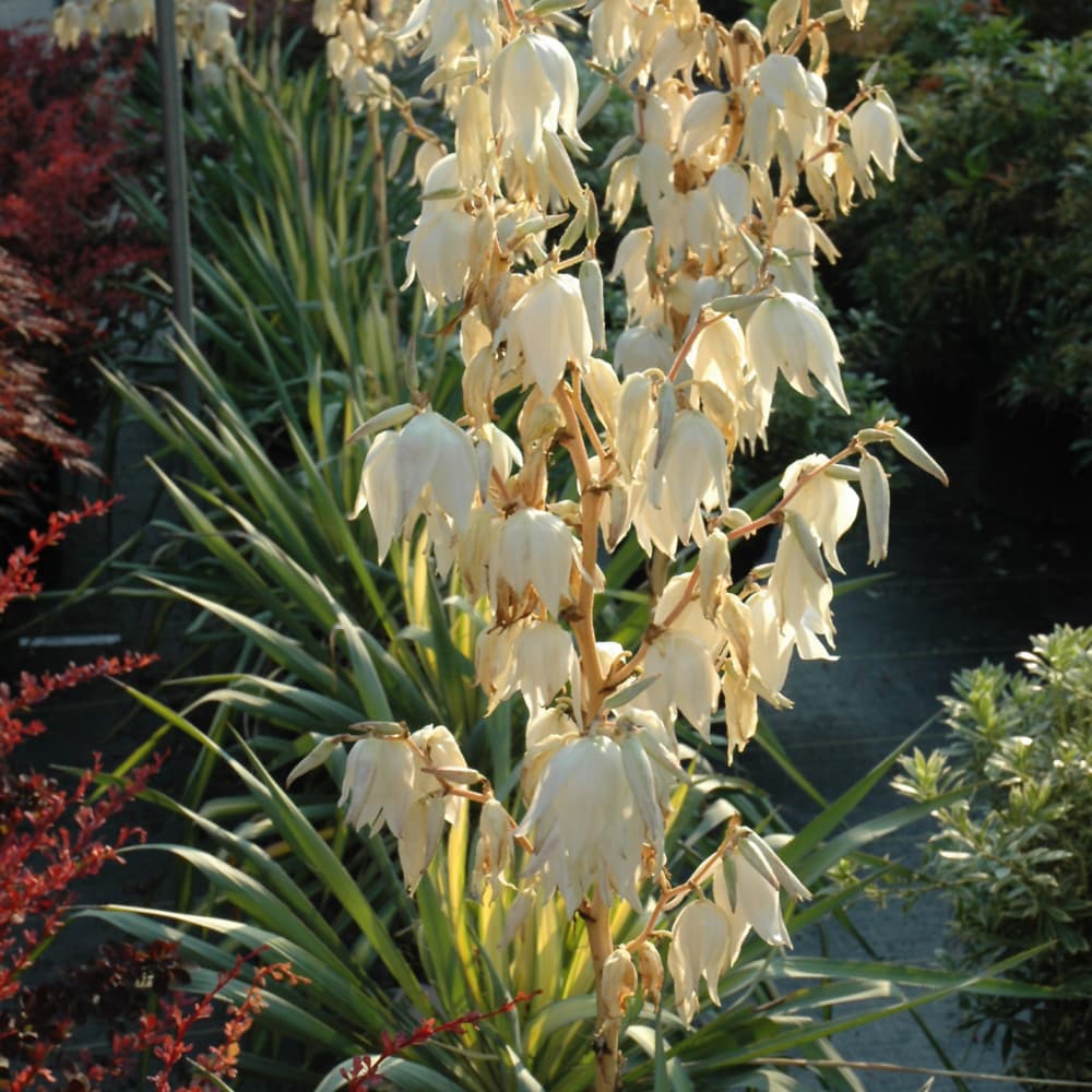 NetPS Plant Finder (www.netpsplantfinder.com)