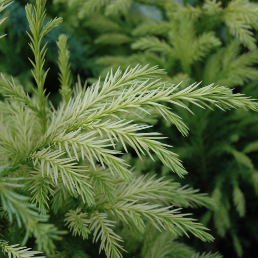 NetPS Plant Finder (www.netpsplantfinder.com)