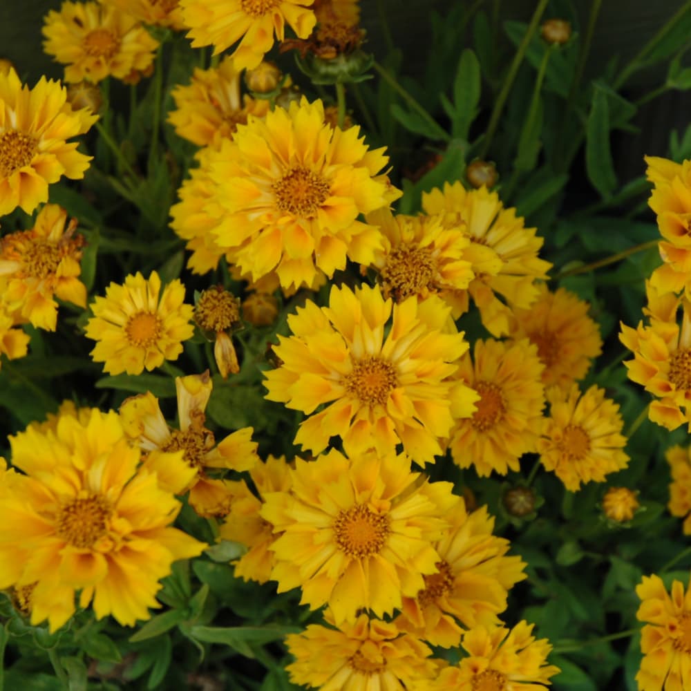 NetPS Plant Finder (www.netpsplantfinder.com)