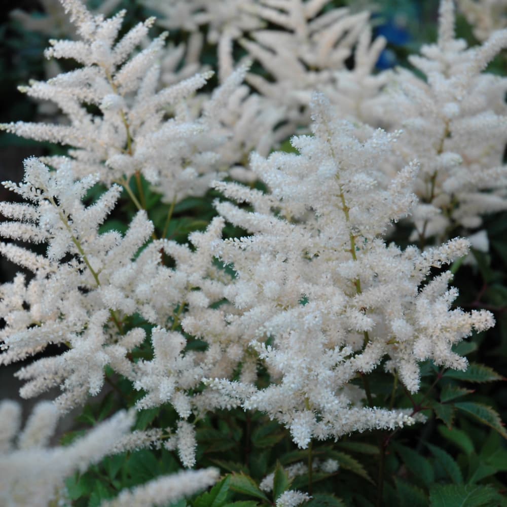 Astilbe Deutschland