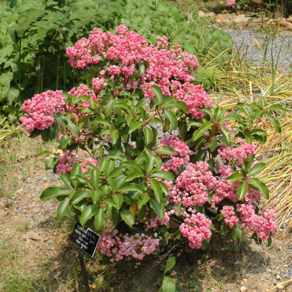 NetPS Plant Finder (www.netpsplantfinder.com)