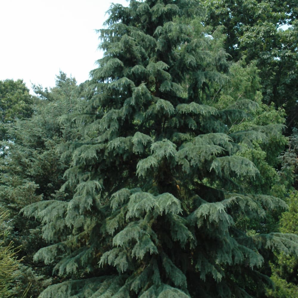 Cedar Deodara