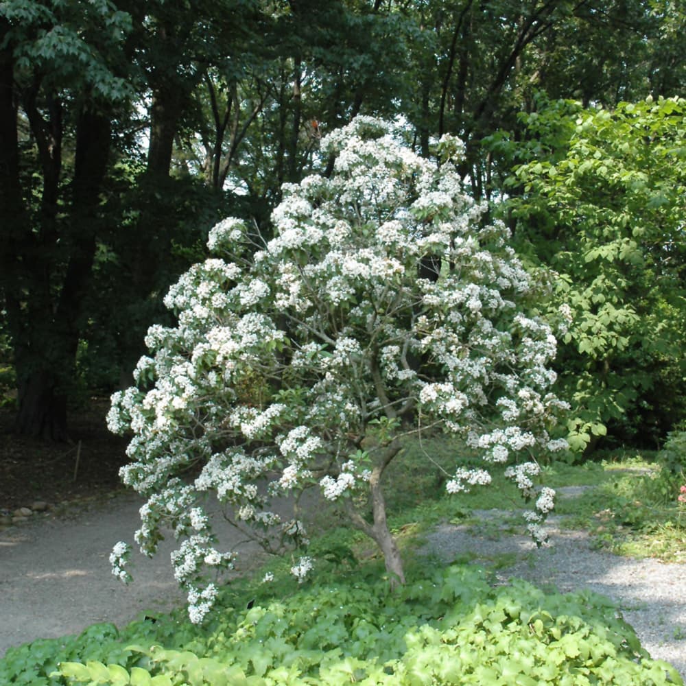 NetPS Plant Finder (www.netpsplantfinder.com)