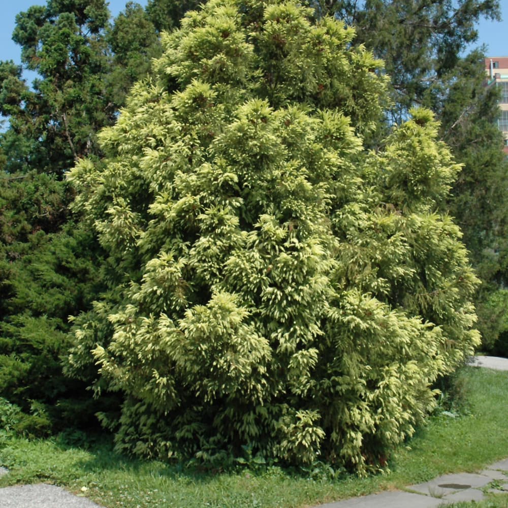 Cryptomeria Sekkan Sugi