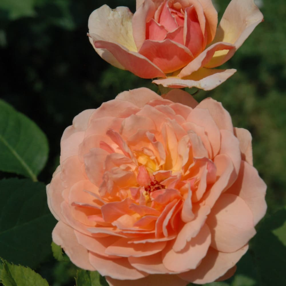 NetPS Plant Finder (www.netpsplantfinder.com)