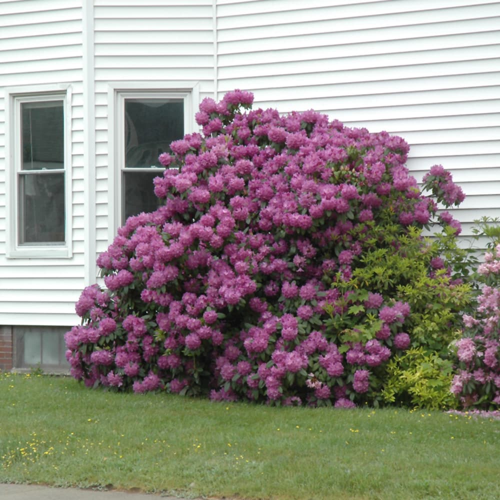 NetPS Plant Finder (www.netpsplantfinder.com)