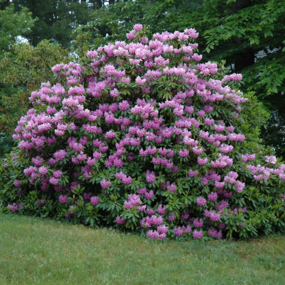 NetPS Plant Finder (www.netpsplantfinder.com)