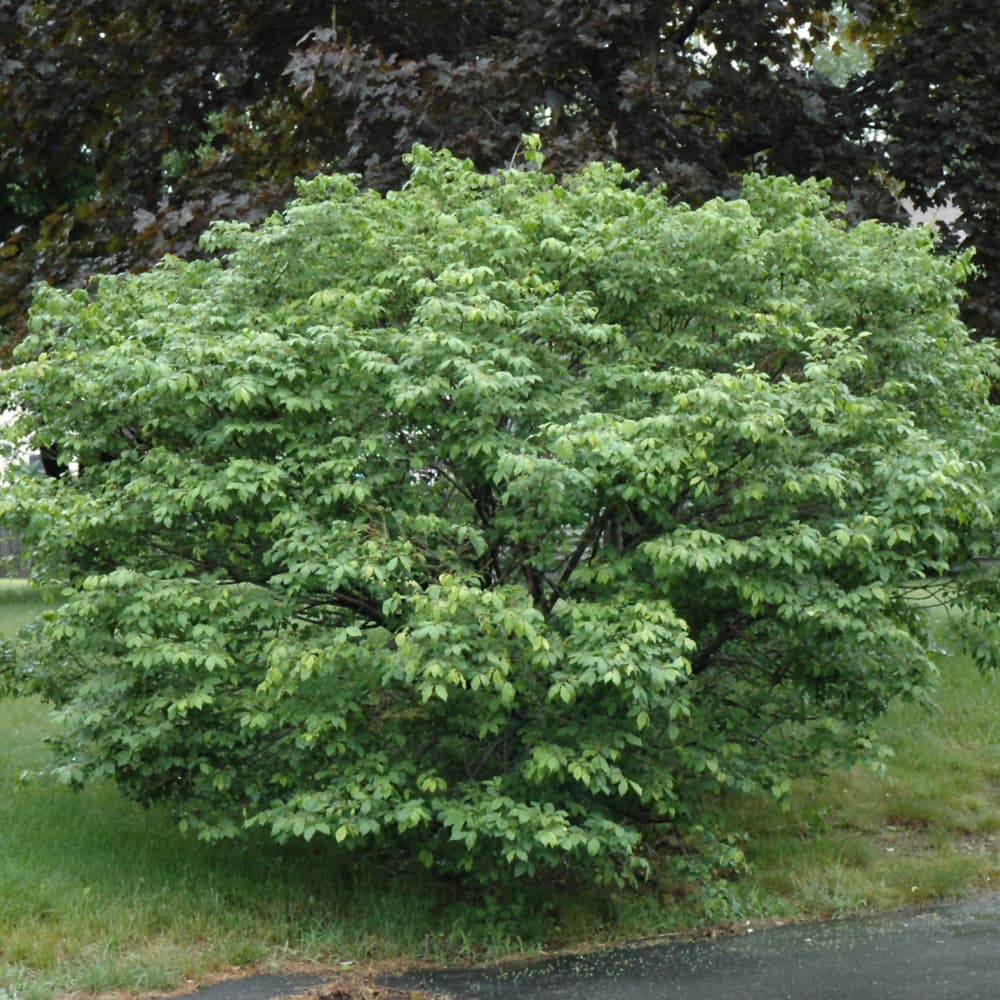 NetPS Plant Finder (www.netpsplantfinder.com)