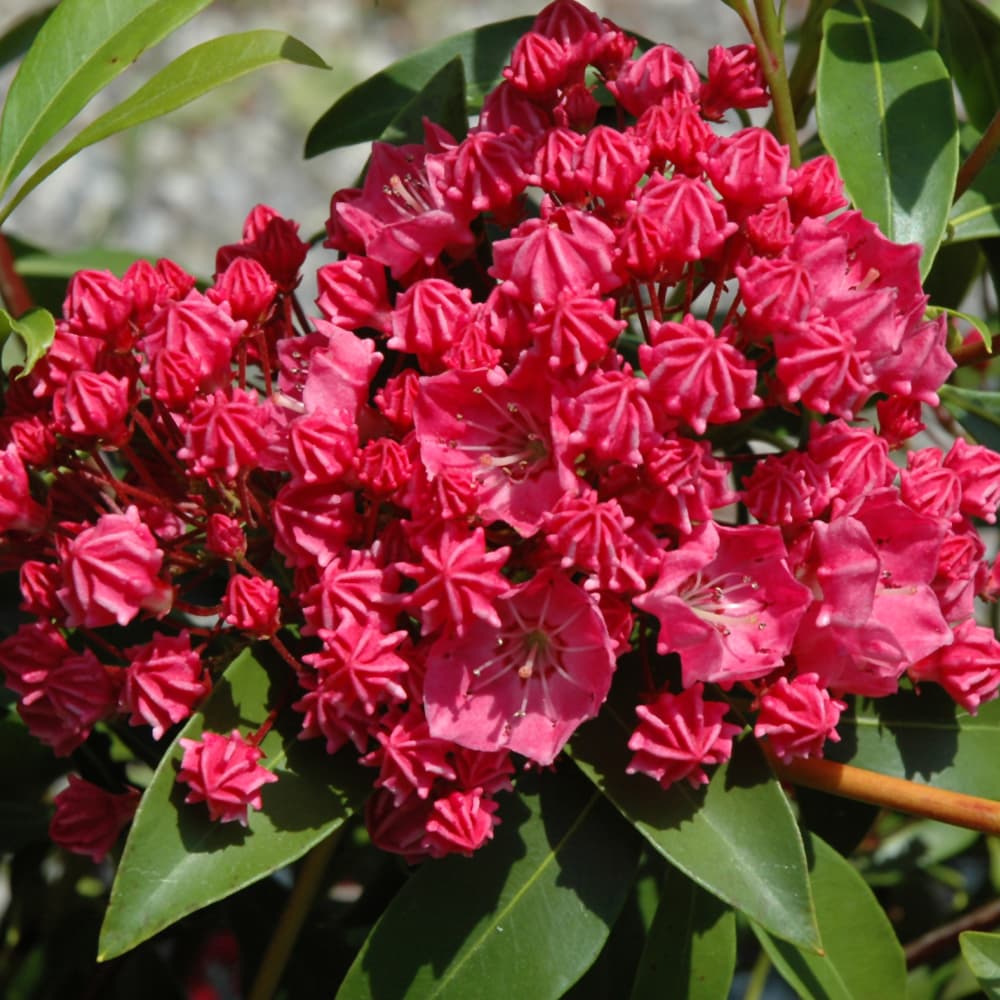 NetPS Plant Finder (www.netpsplantfinder.com)