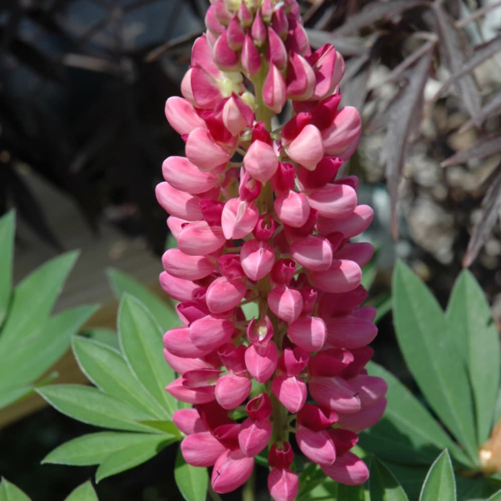 NetPS Plant Finder (www.netpsplantfinder.com)