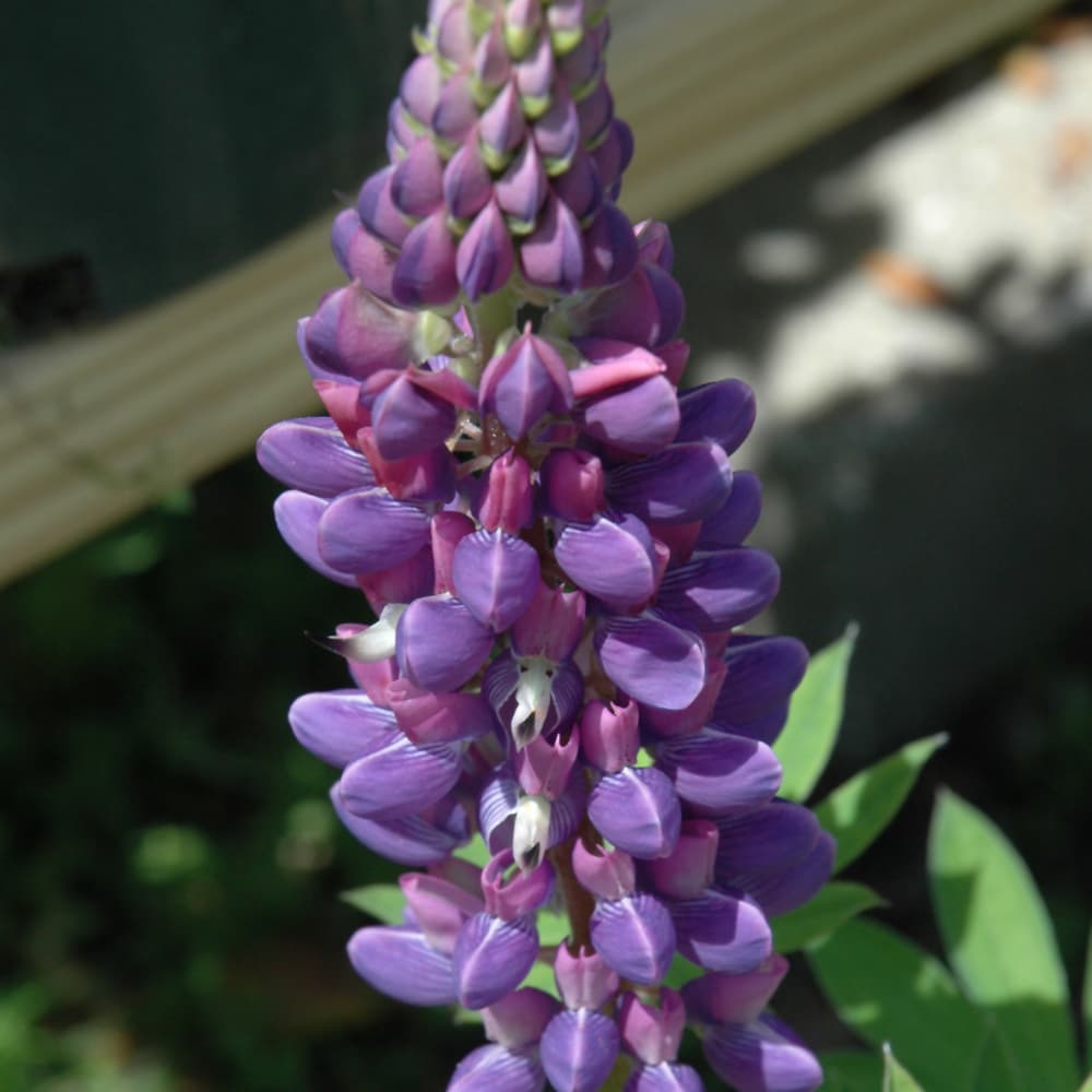 NetPS Plant Finder (www.netpsplantfinder.com)